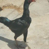 لاری اشامو اصیل