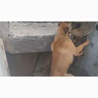 18000000 تومان|سگ|شیراز, میانرود|دیوار