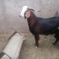 بز وکره با هم