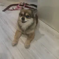 پامر نر  هشت ماهه