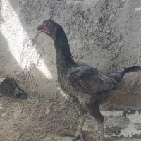 مرغ لاری اصل