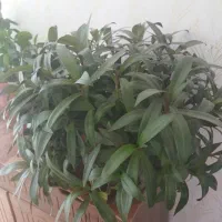 گل اپارتمانی