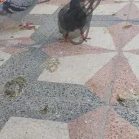 کفتر ماده پلاکی