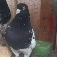 کبوتر کله سیاه و سینه