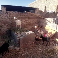 بز زائده جوان بشرط شیر