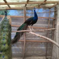 تخم نطفه دارطاووس