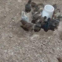 جوجه محلی