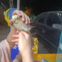 عروس هلندی  3عدد