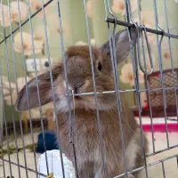 خرگوش لوپ نر خوش اخلاق بی دردسر