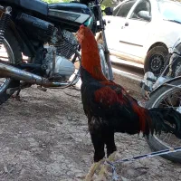 خروس