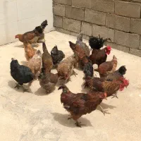 مرغ و خروس محلی سر حال و سالم