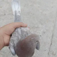 فروش کبوتر