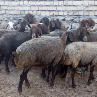 12میش