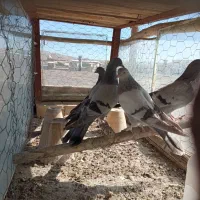 دوجفت جوجه پر