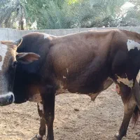 گاو نر