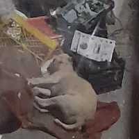 سگ گمشده