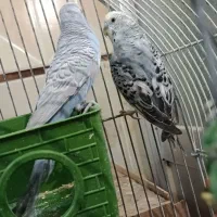 جفت مرغ عشق
