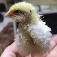 جوجه بلدرچین