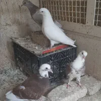 کفترجوجه اصیل دولاب