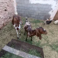 فروش بز و کره پاکستانی