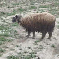 فروش کوه قوچ