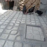 4عددمرغ بایک خروس بفروش میرسد