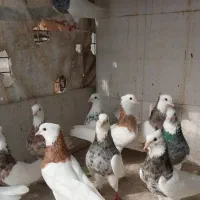 «کبوتر طوقی»