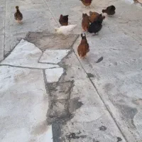 مرغ و خروس