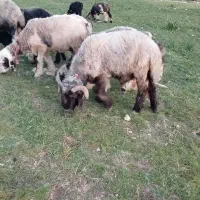 ۸تا میش