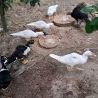 جوجه اردک اسراییلی ۴ ماهه