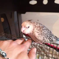 خدا جون برش گردون