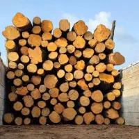 خرید چوب و درخت (جنگلی ـ باغی)
