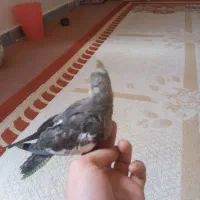 عروس هلندی نر