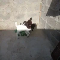 بز همراه دو شنک نر