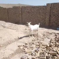 بزغاله سانن.  هنوز دندون. ننداخته