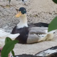 یک اردک نر پکنی