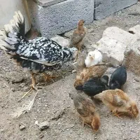 مرغ گلین همراه جوجه