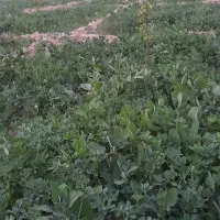 یونجه|لوازم جانبی حیوانات|اسفراین, |دیوار
