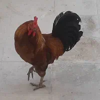 خروس محلی اصلی