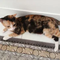 گربه