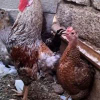 مرغ و خروس محلی