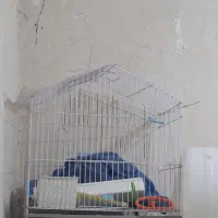قفس پرنده. تخفیف هم دارد...