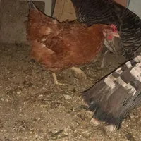 مرغ کرچ گم شده