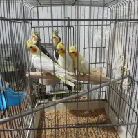 عروس هلندی جوجه و مولد تکی و چندتایی