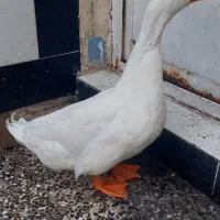 اردک نر