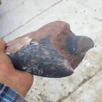 کبوتر کفتر پلاکی قره زرد و مجسمه دکوری