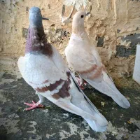 کبوتر|پرنده|بیرجند, |دیوار