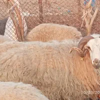 فحل|حیوانات مزرعه|دشت آزادگان, |دیوار
