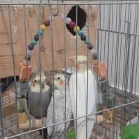فروش جهار عدد عروس هلندی
