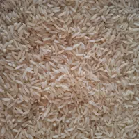 برنج صدری گیلان